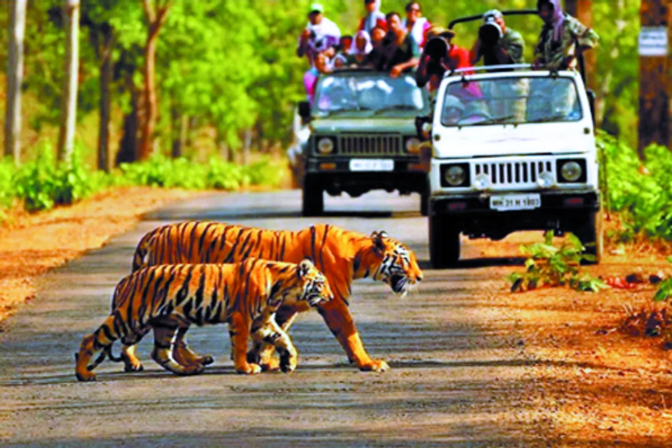 mp tiger reserve