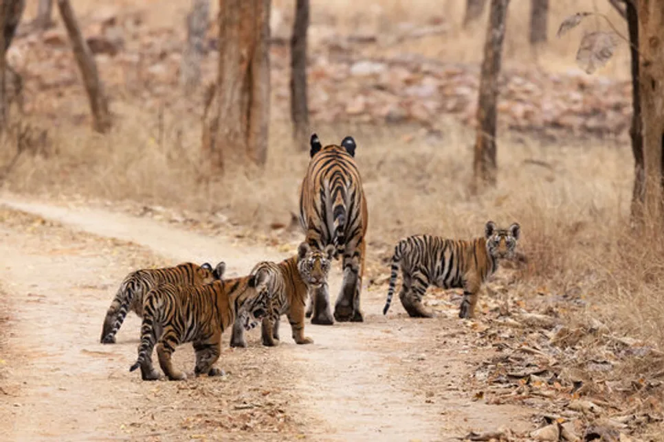 mp tiger reserve 3