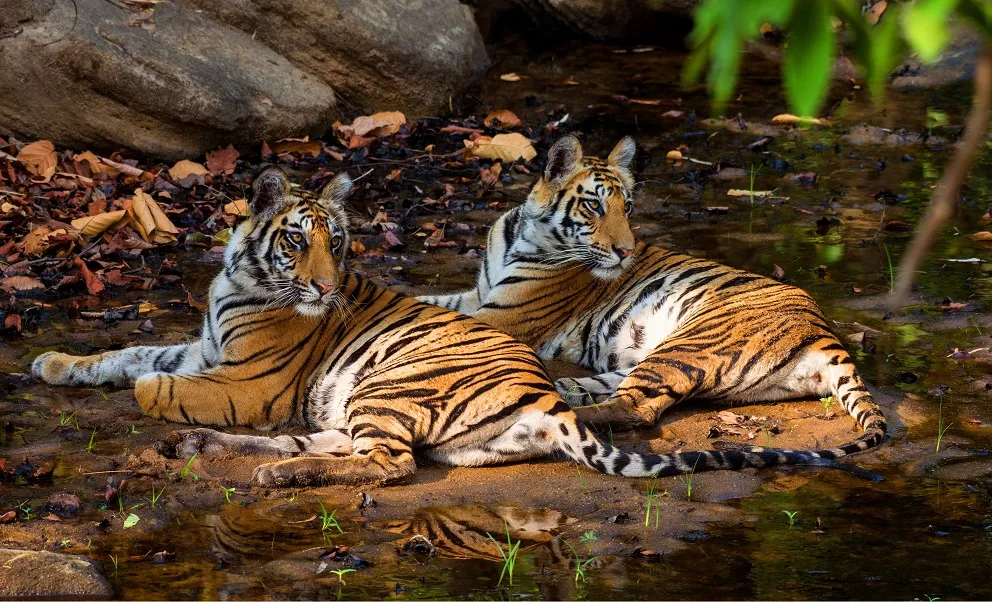 mp tiger reserve 1