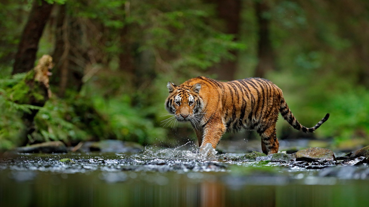 Tiger in Purulia: বাঘের হানায় পৌষেও ঘাম ঝরছে! পুরুলিয়ার বান্দোয়ানের  জঙ্গলে 'রয়্যাল বেঙ্গল রহস্য'