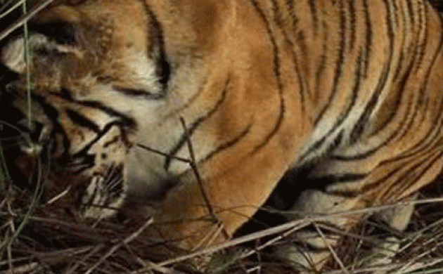 The famous and most photographed Tigress Machli dies at 19