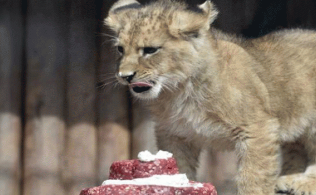 Bangladesh: Zoo throws wedding for lions, complete with meat cake