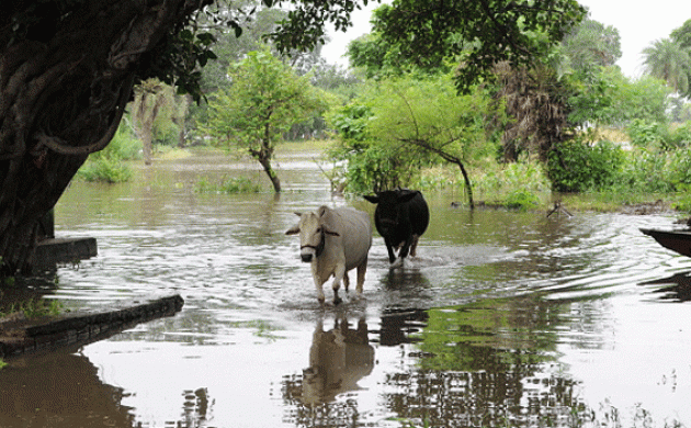 Pregnant Dalit woman, family assaulted for refusing to remove cow carcass in Gujarat