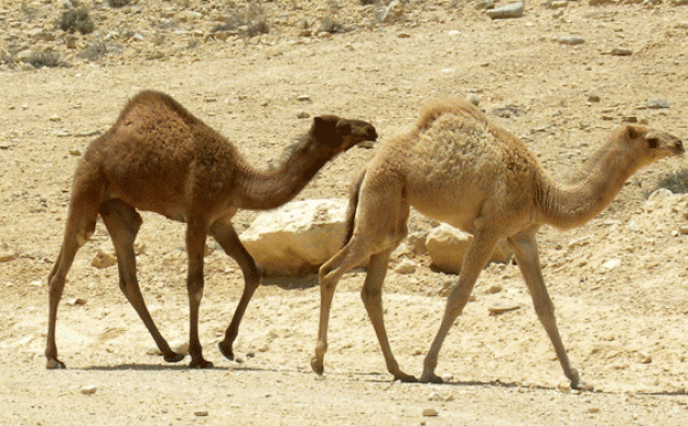 Interesting! Sahara Desert was 10 times as wet as today: study