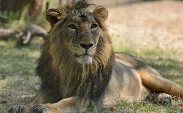 70 per cent of worldâ€™s lion population are found in India